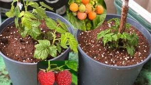 树莓最新爆料视频,揭秘神秘功能与惊艳外观 第2张 树莓最新爆料视频,揭秘神秘功能与惊艳外观 第2张